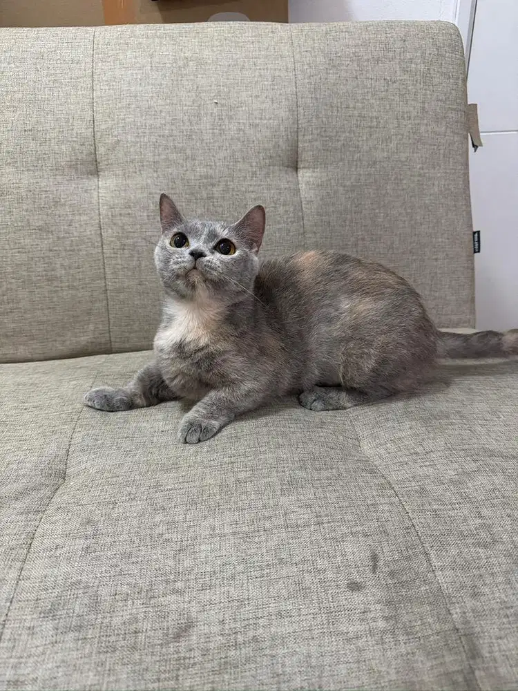 MUNCHKIN BSH BETINA BIRAHI proven