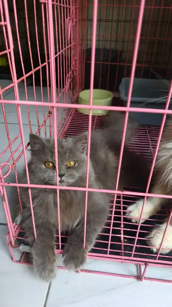 Kucing persia 3 bulan