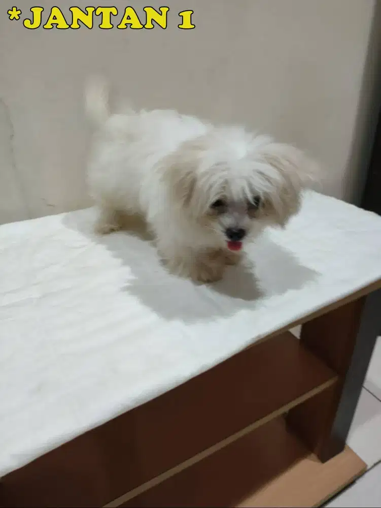 Jual Anak Anjing Maltese Jantan Di Jakarta Barat