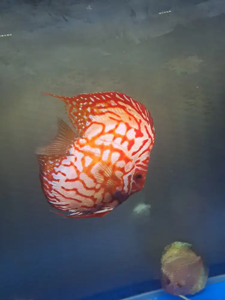 Discus Yellow Raflesia HB 3,5inch highbody