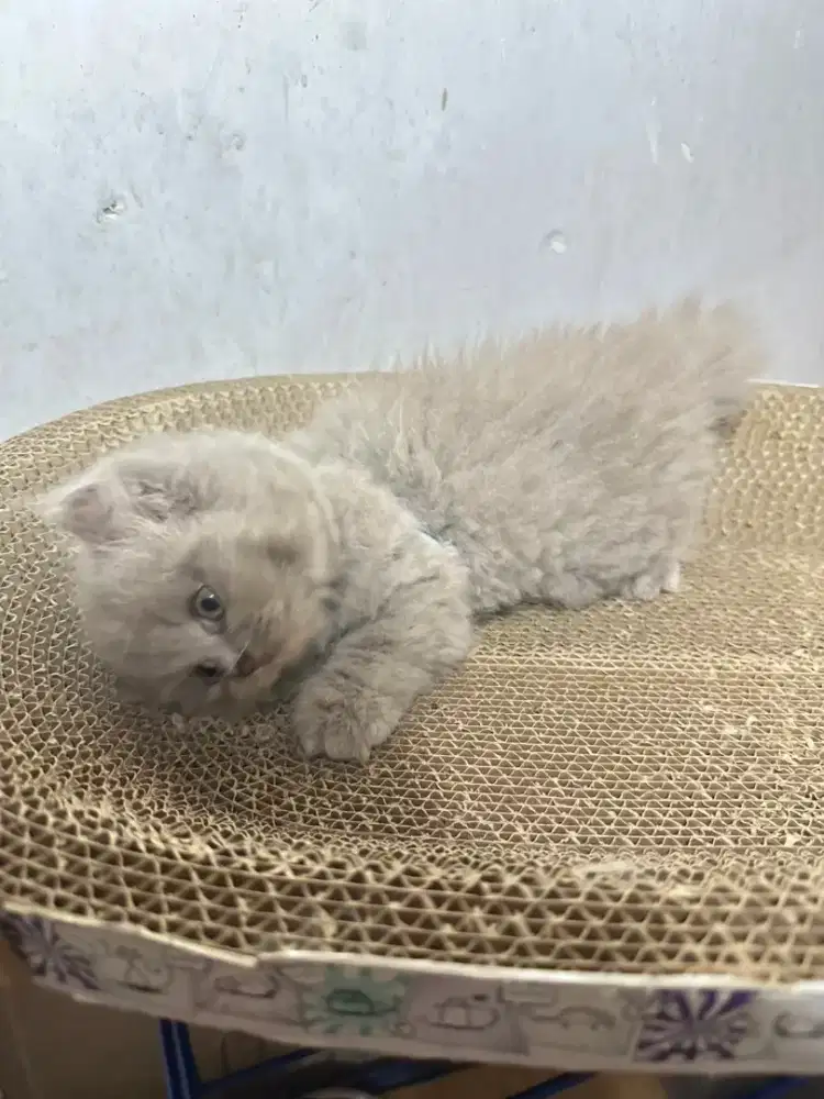 BSH British Shorthair Kitten Lilac Jantan 2½ bulan