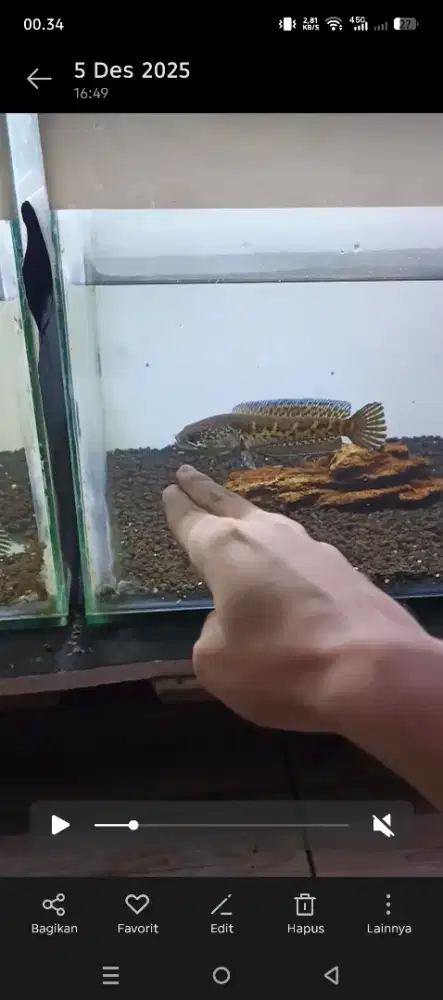 CHANA AURANTI / GABUS HIAS