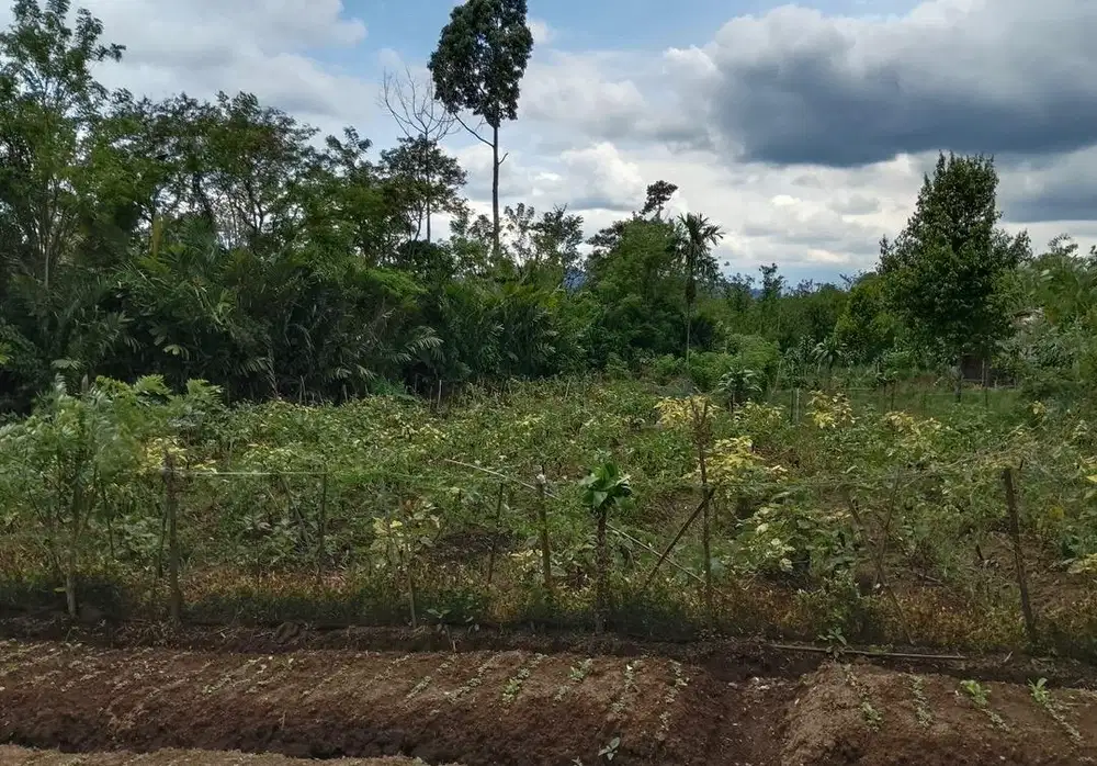 Dijual Tanah Tanpa perantara