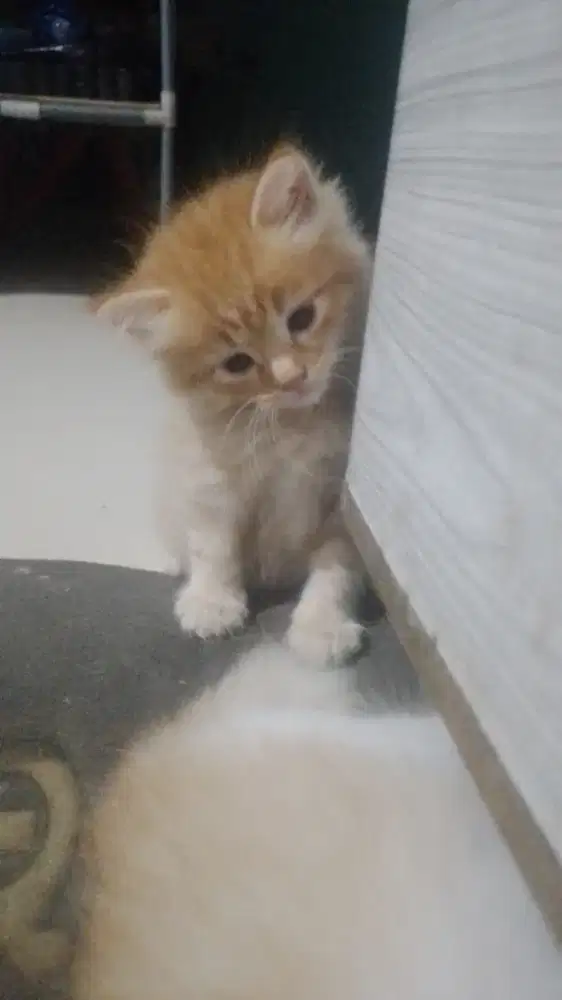 KITTEN OYEN ( JANTAN )