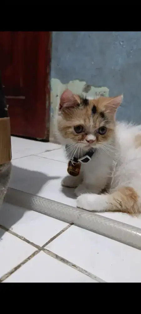 Munckhin kitten sepasang