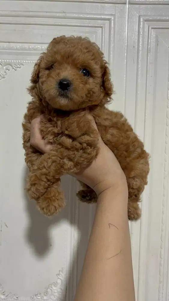 JUAL ANAK ANJING POODLE