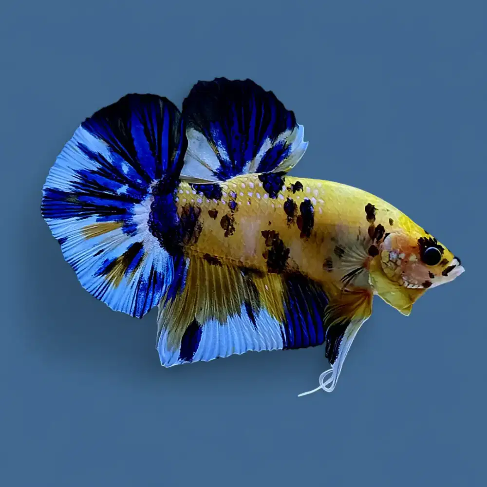 ikan cupang giant yellow koi