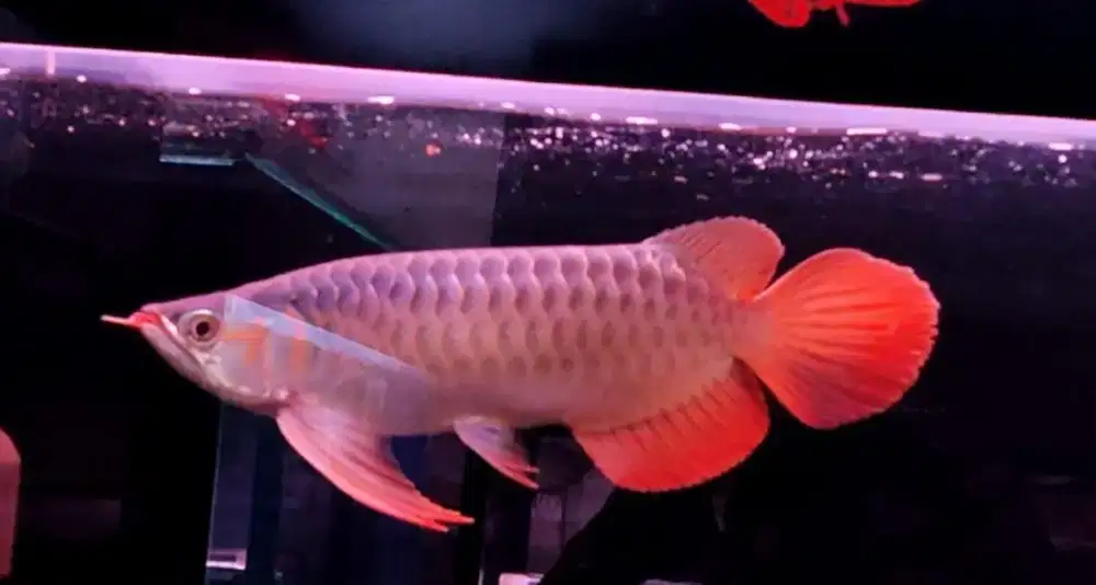 Arwana Super Red Spesial 33cm