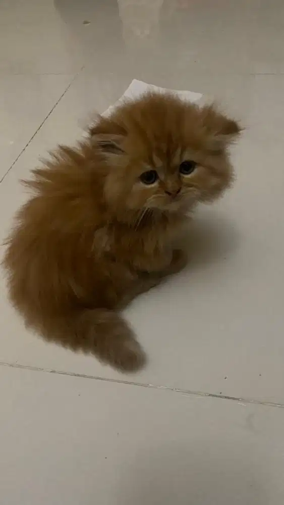 KUCING BANJARMASIN ORANGE bulu panjang