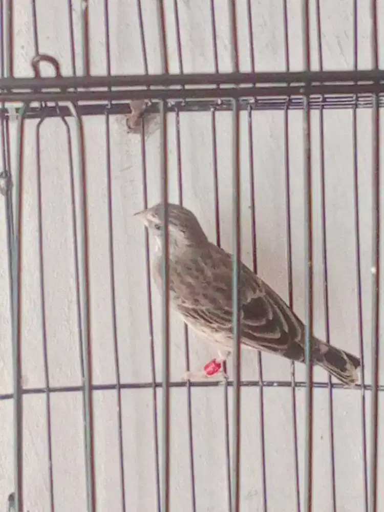 Blacksang Gacor, Bunyi Nancep