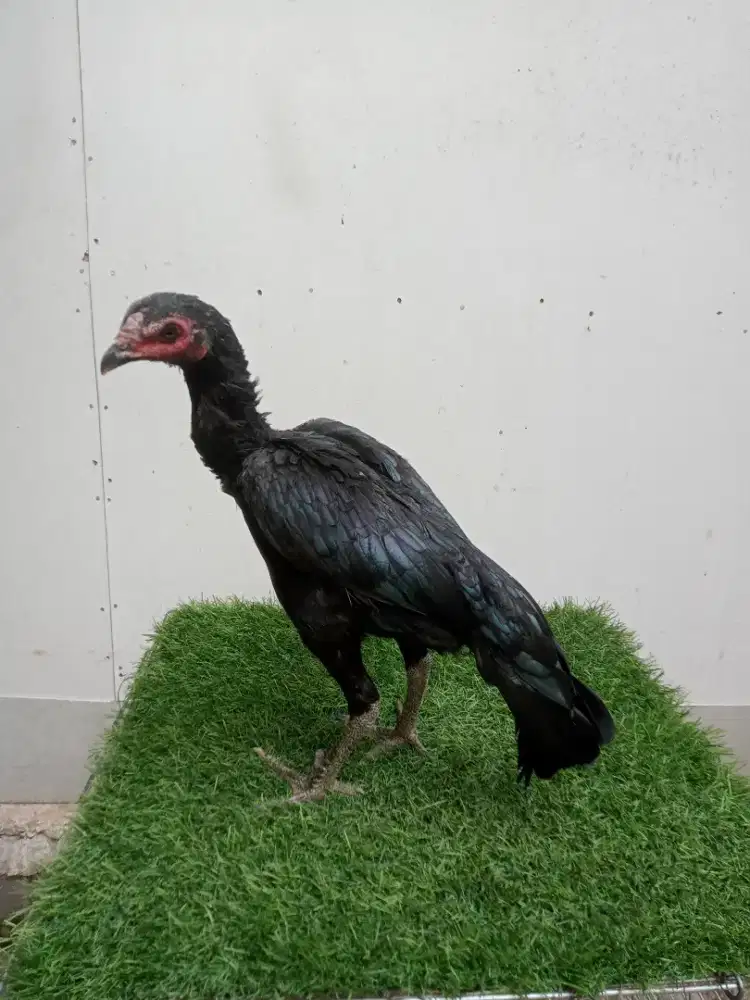 Ayam Pakhoy Betina anak import