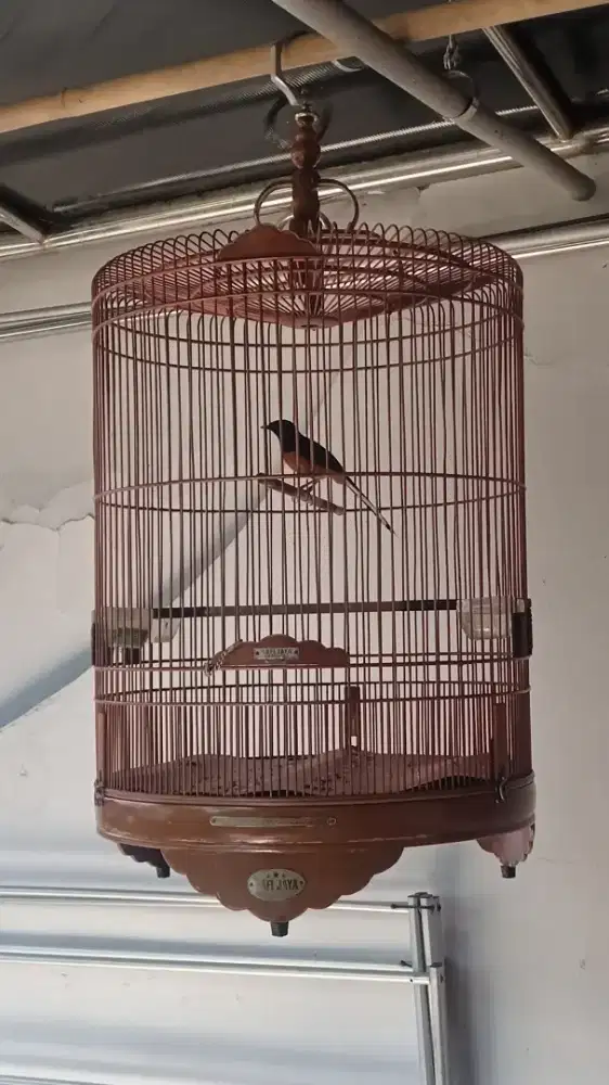 MURAI BATU MUDA HUTAN