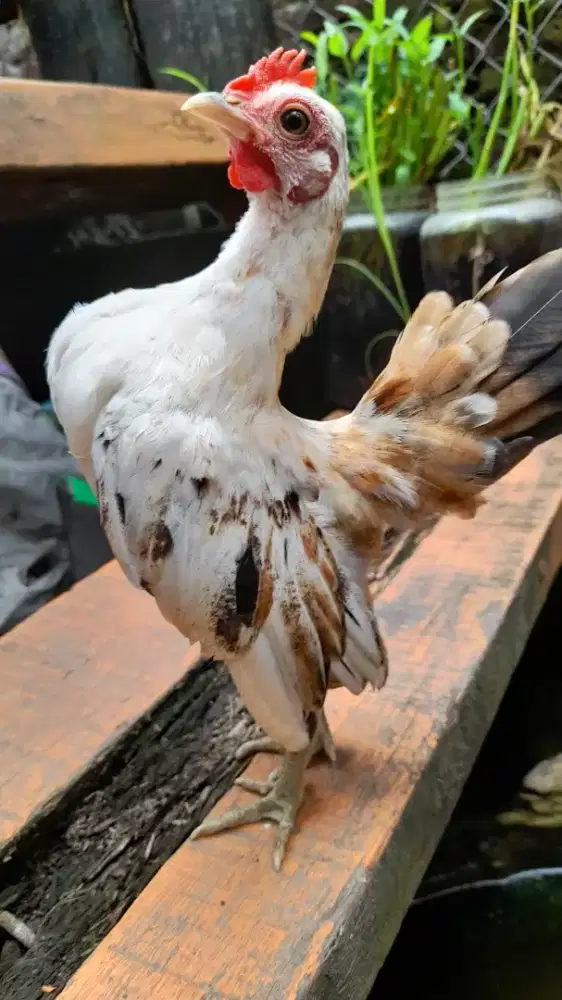 Serama remaja jantan