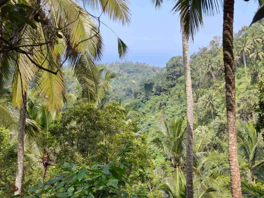 jual tanah kebun murah di selemadeg tabanan