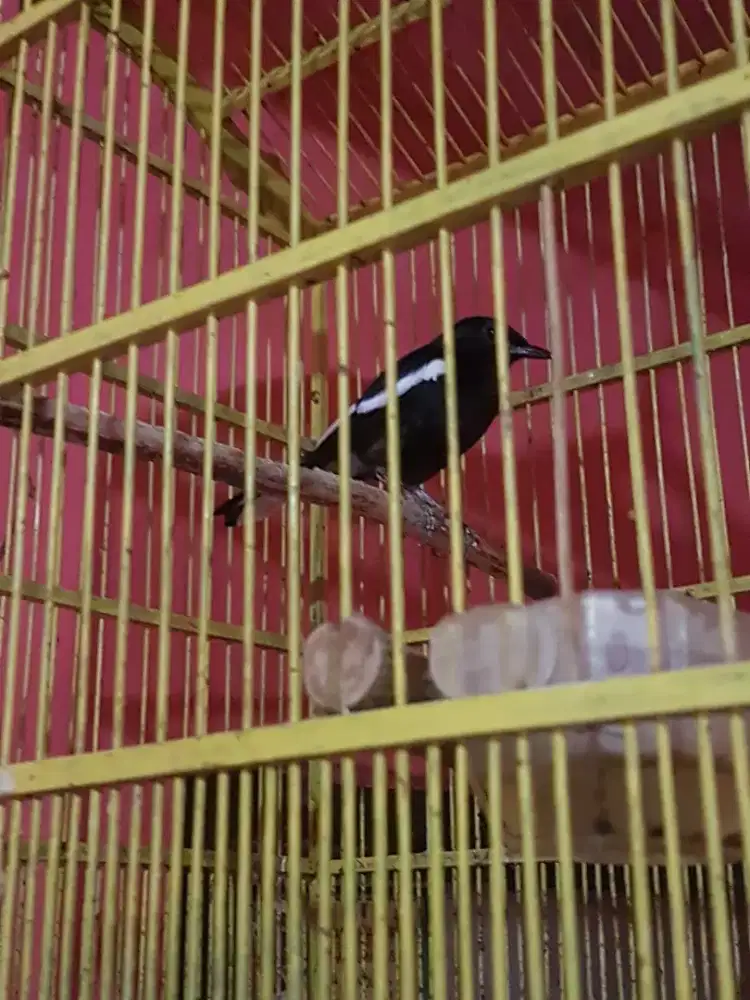 Kacer dada hitam mental figter