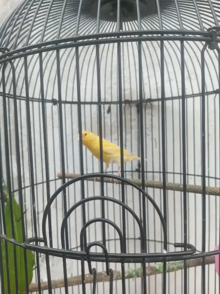 Kenari jantan paud orange 3 bln up no minus