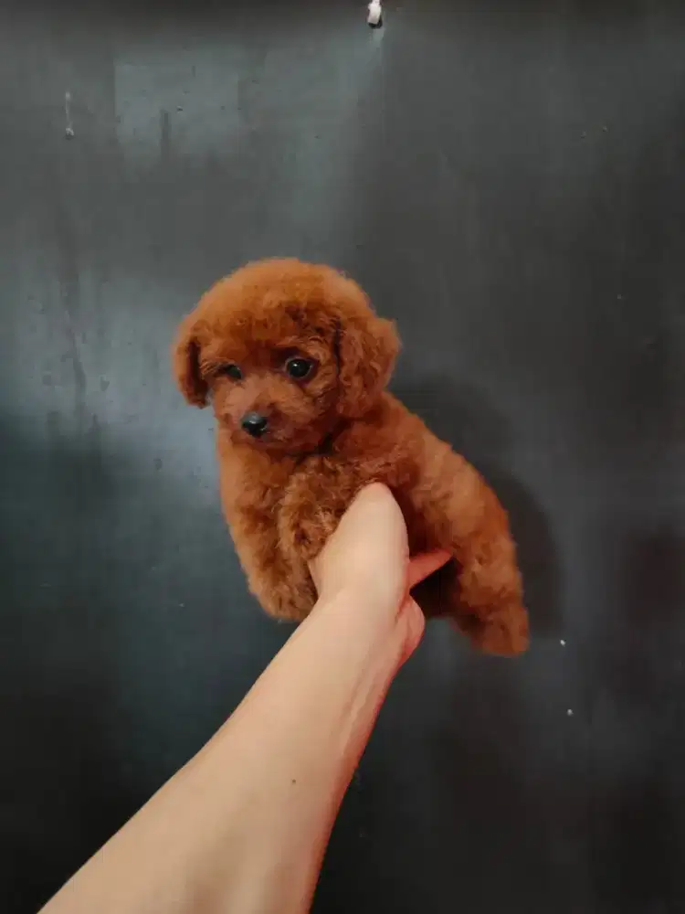 Maltipo betina cantik