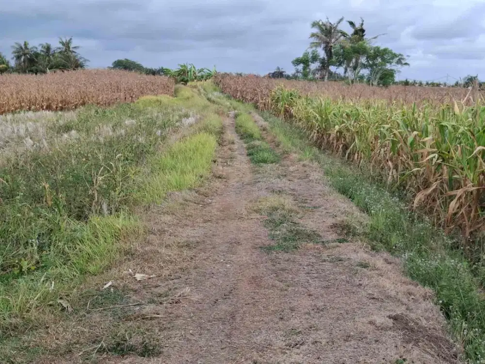 Dijual Tanah tegalan/kering dekat pantai Kelecung