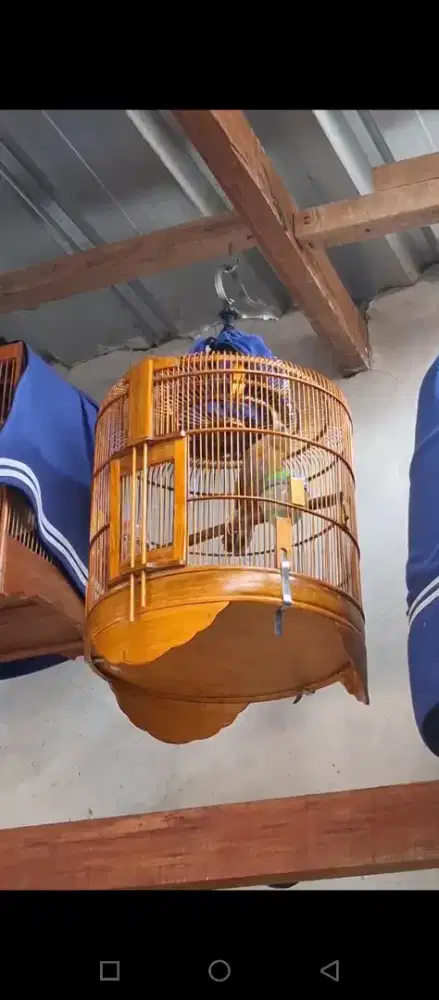 Wambi besar muluss gacorr