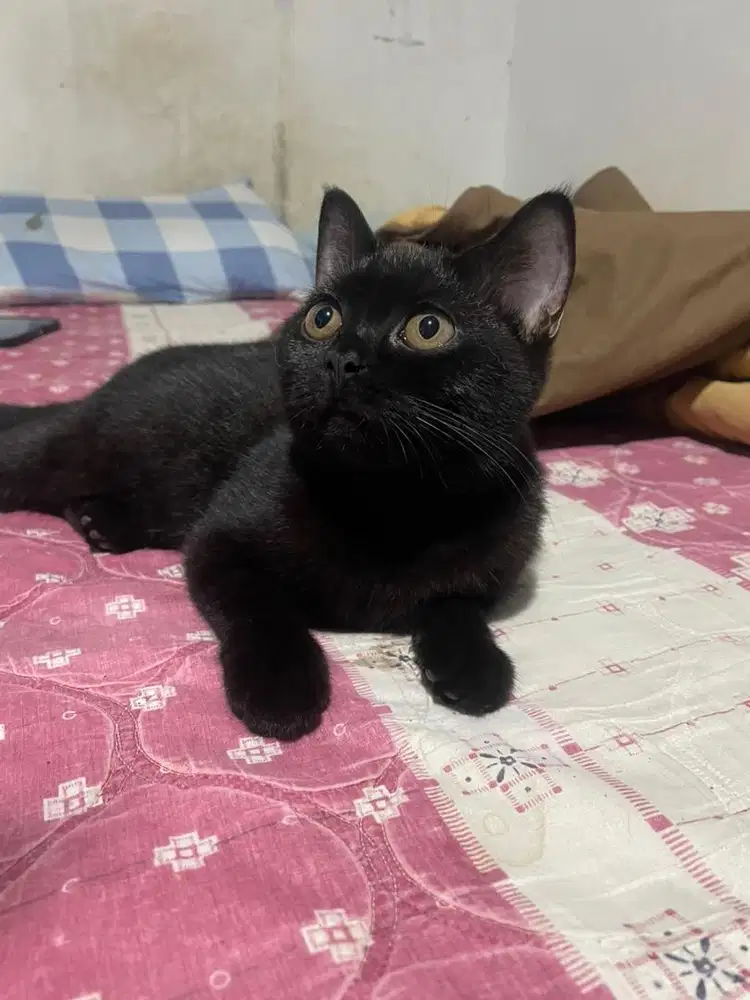 Kucing bristis shothair