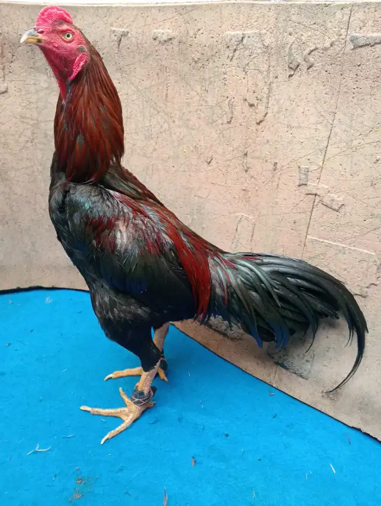 Ayam Bangkok klasik tulang padat baturante