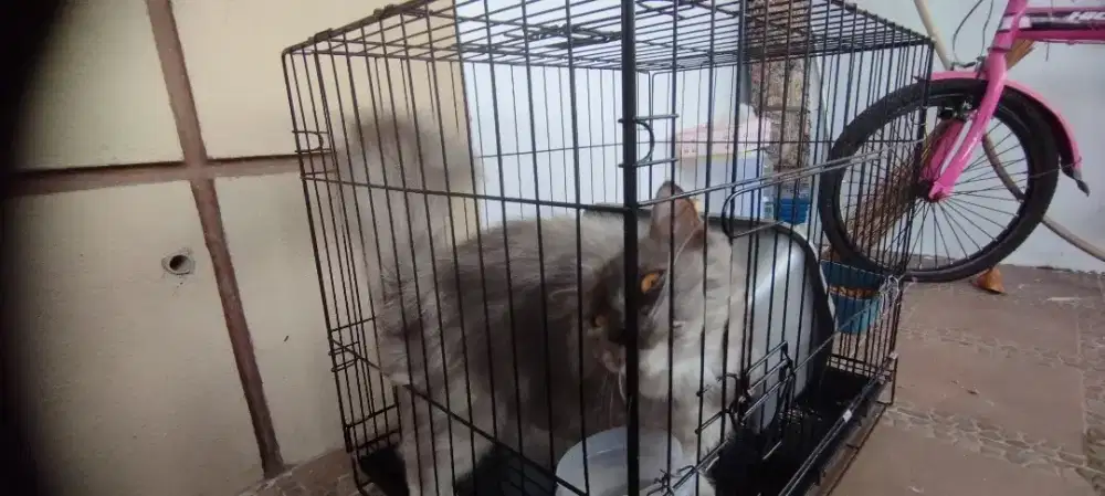 Open Adopt Kucing Persia