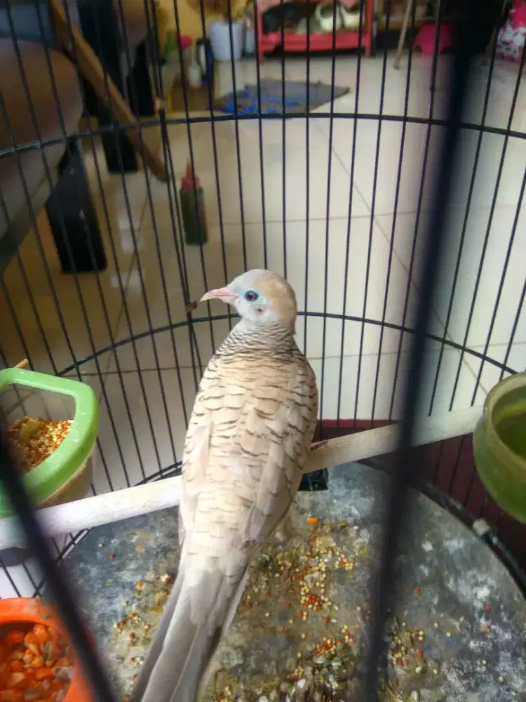 Perkutut Silver Jantan.