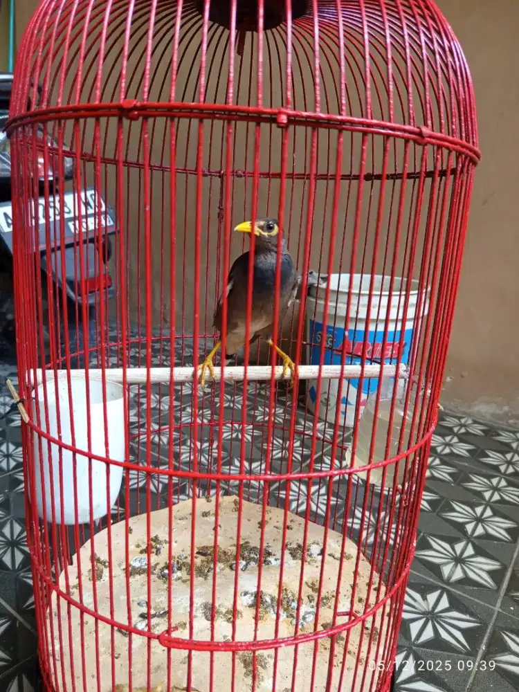 Burung Jalak nias muda