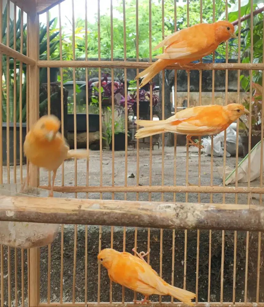 Anakan kenari merlok grade A