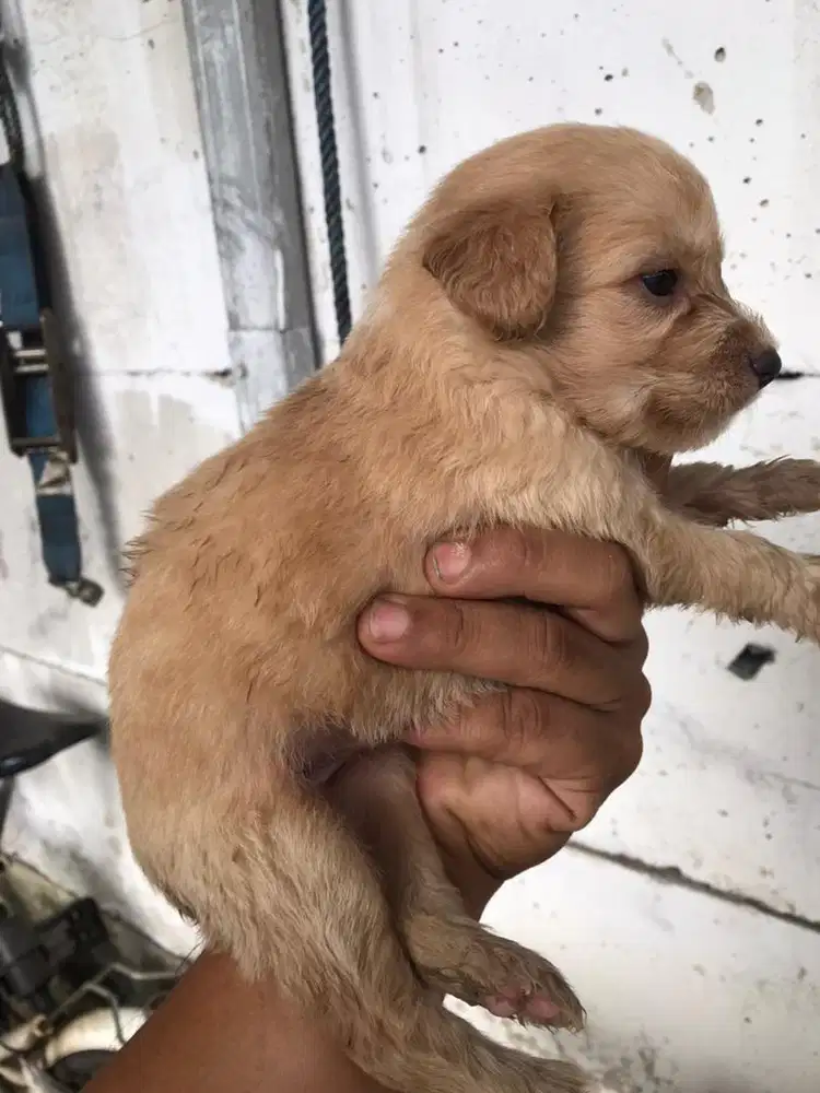 Anjing toy poodle jantan/betina