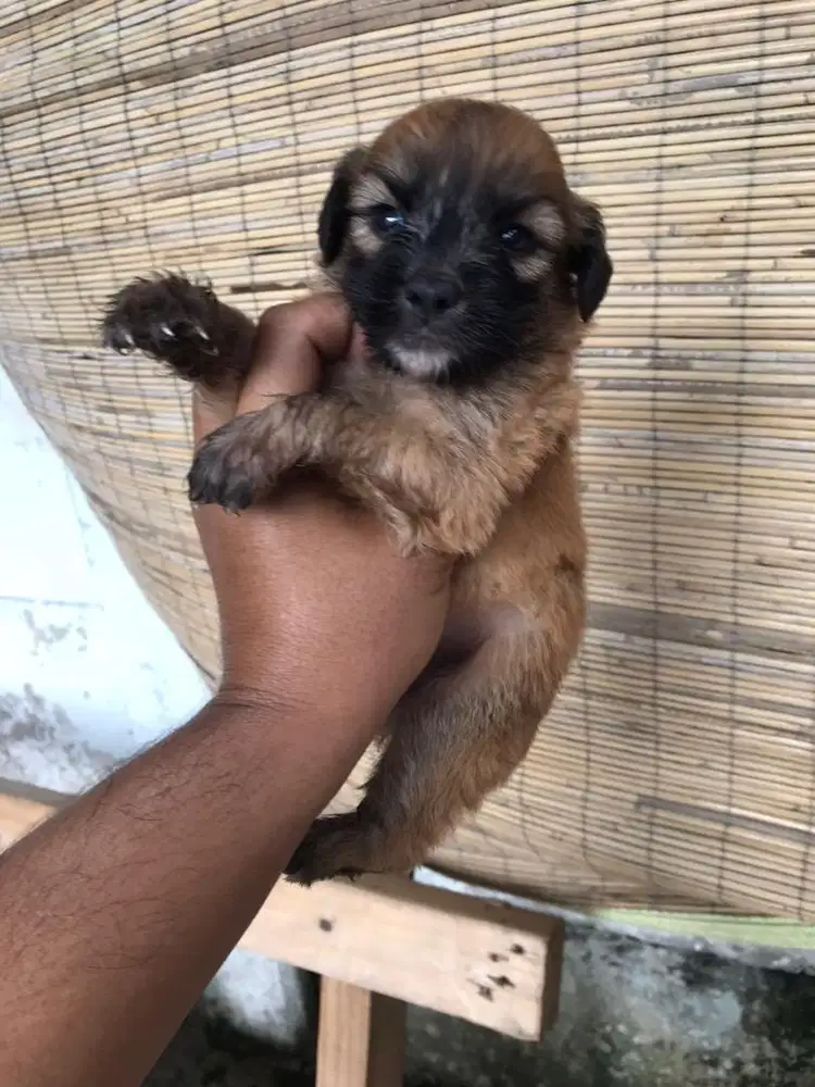 Anak anjing poodle mix pom