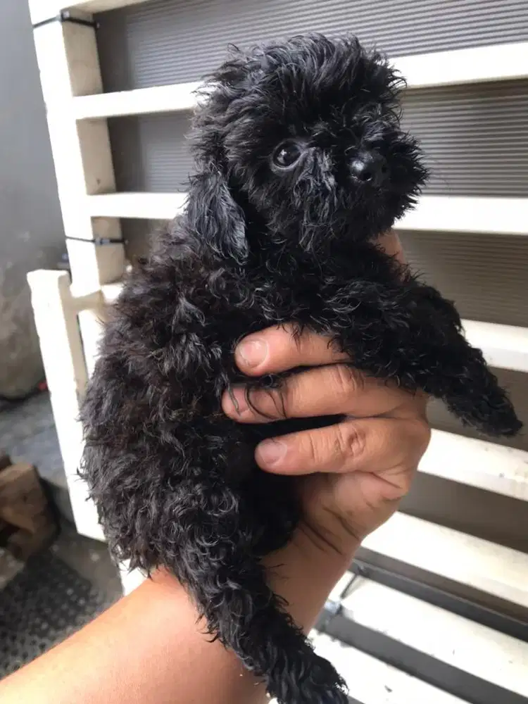 Anjing teacuo poodle jantan