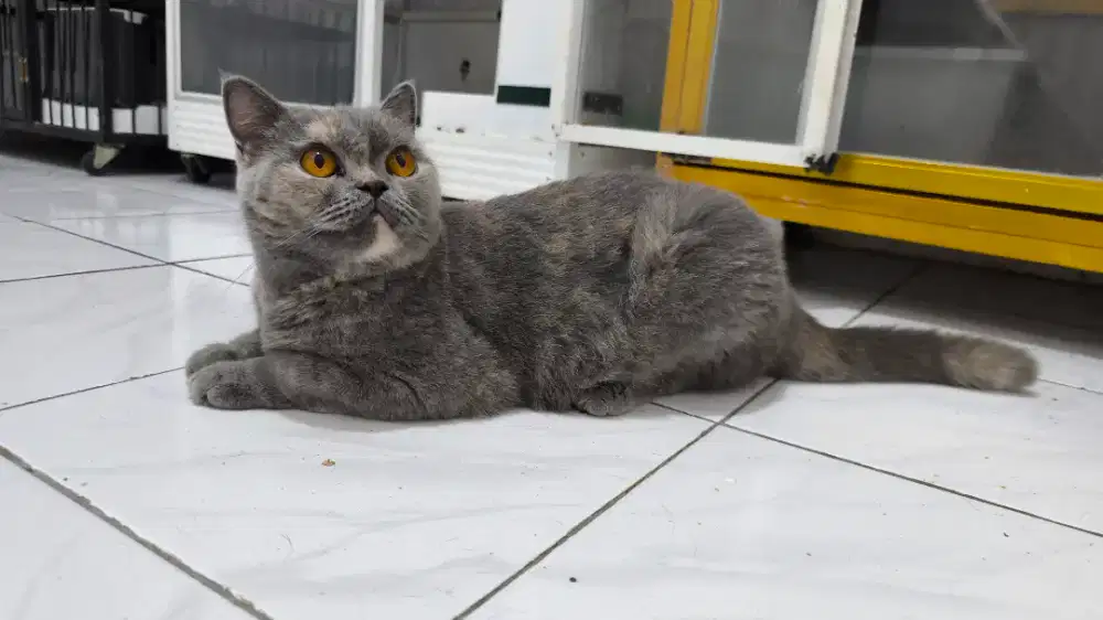 British Shorthair BSH Ped WCF