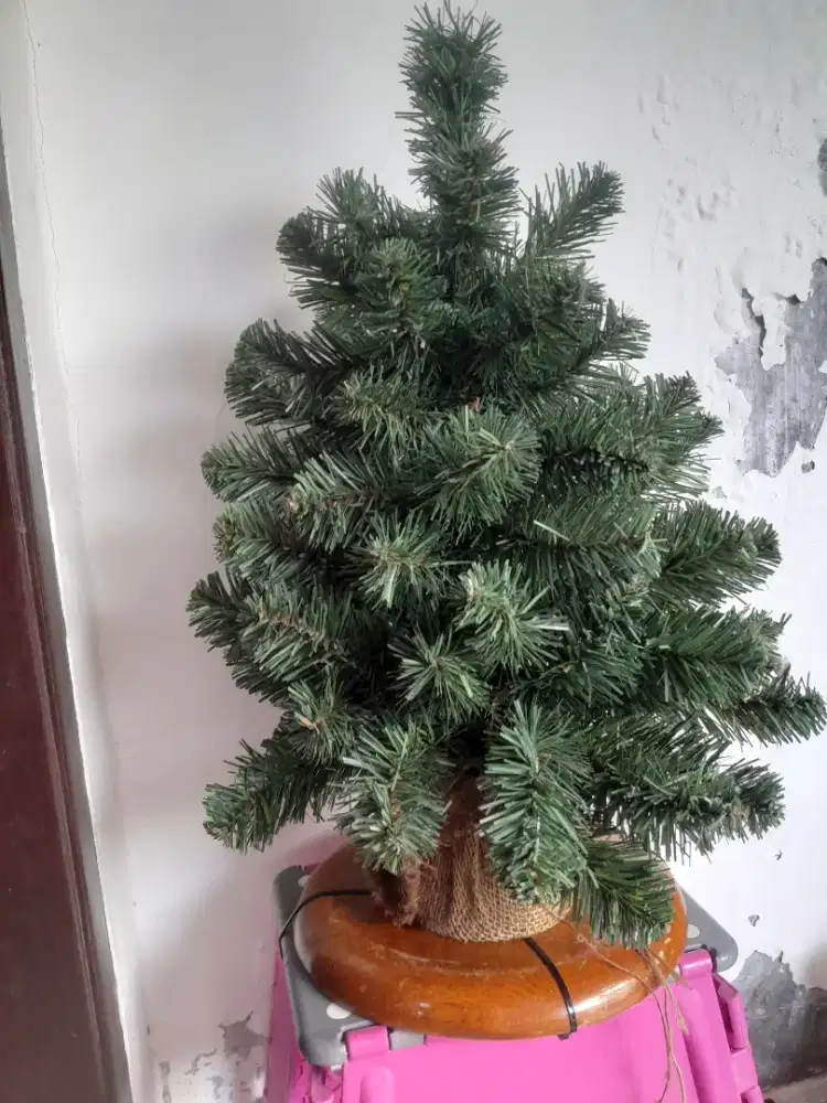 Dijual pohon cemara seperti di foto tinggi 50 cm