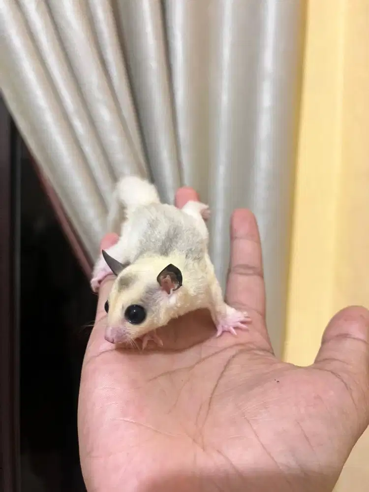 Sugar glider platmoz