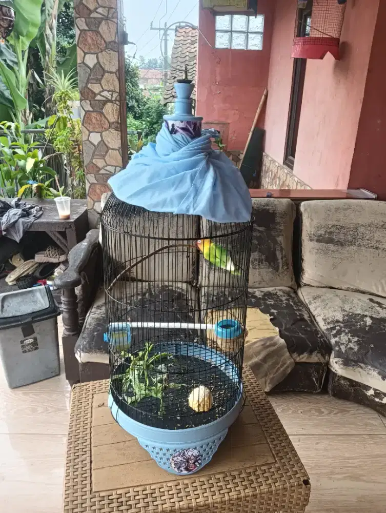 burung lovebird fullset