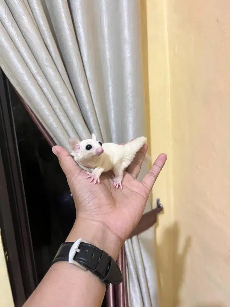 Sugar Glider Leucistic