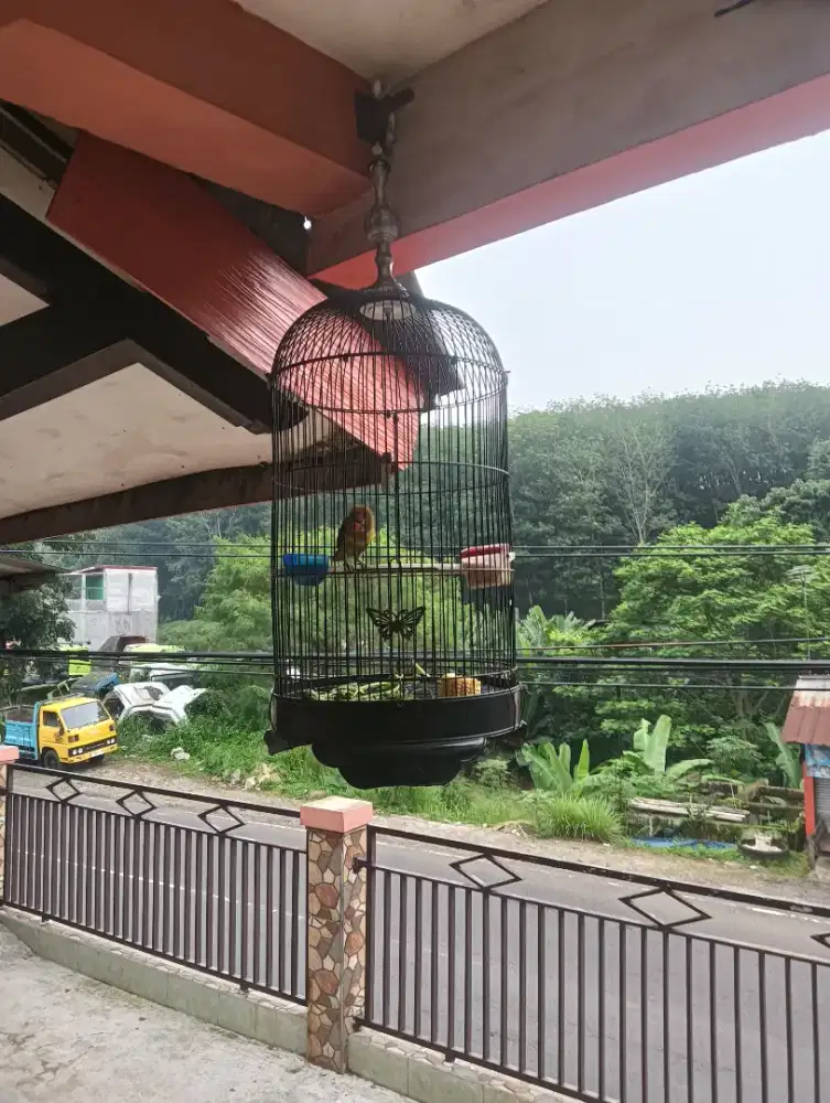 lovebird hijauan dakocan