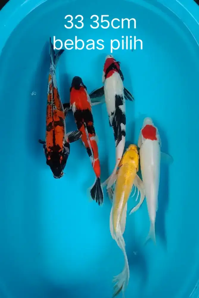 Paket koi cantik 5 ekor
