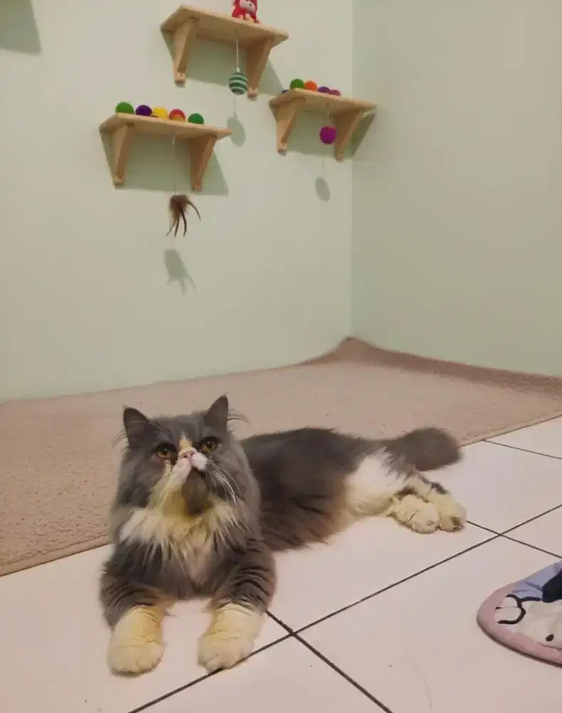 Persian peaknose bicoulor