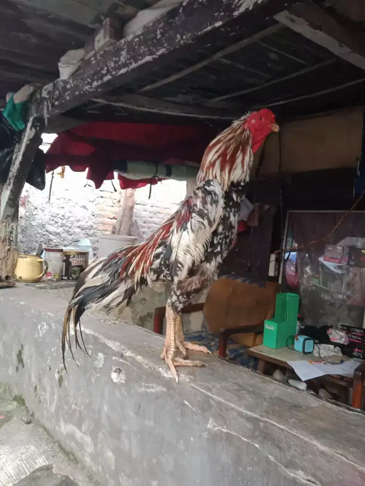 Ayam Bangkok jantan mental full