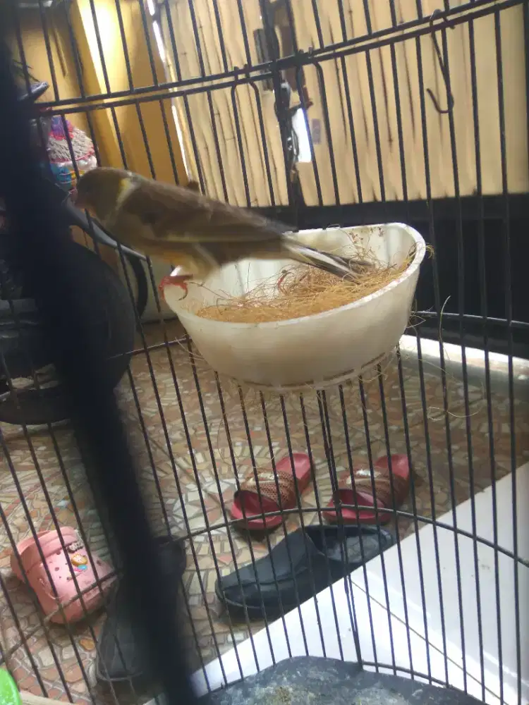 Kenari AF Betina Body Big Siapan