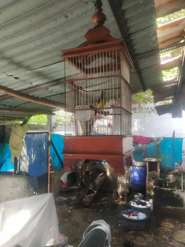 Burung kolibri kelapa