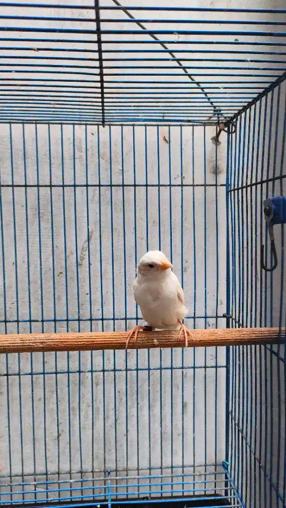 Kenari Putih Jantan Ring