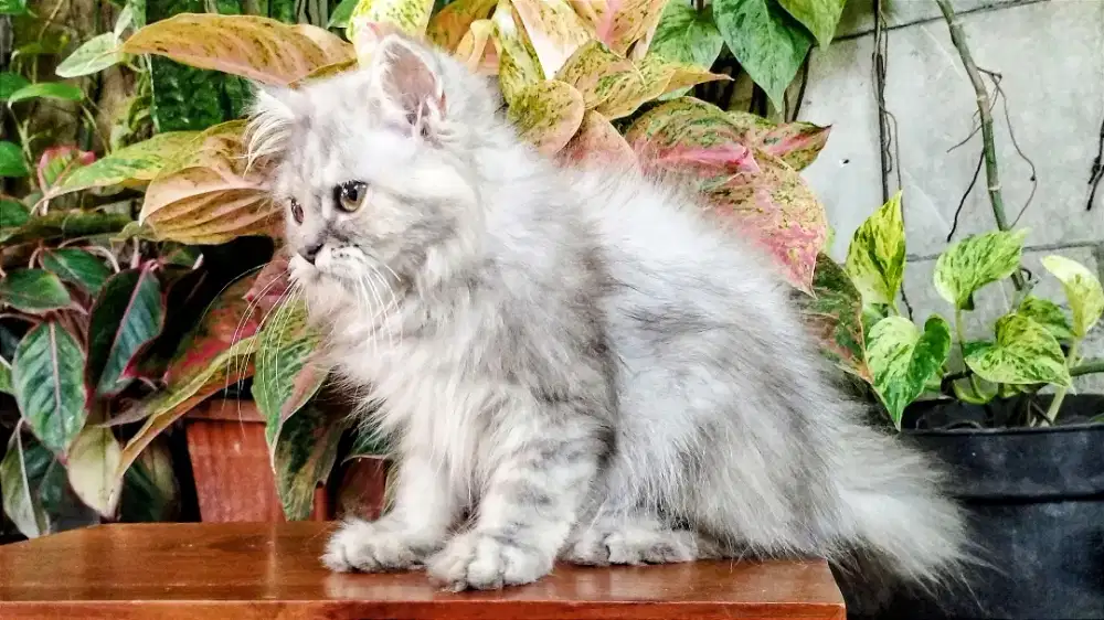Kucing persia kitten