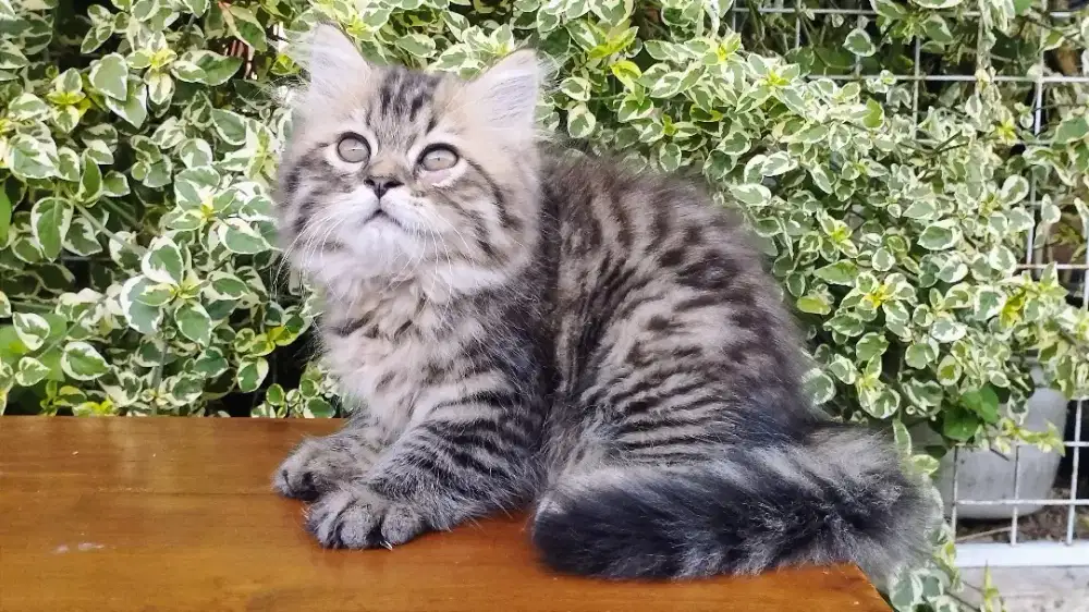 Kucing persia kitten