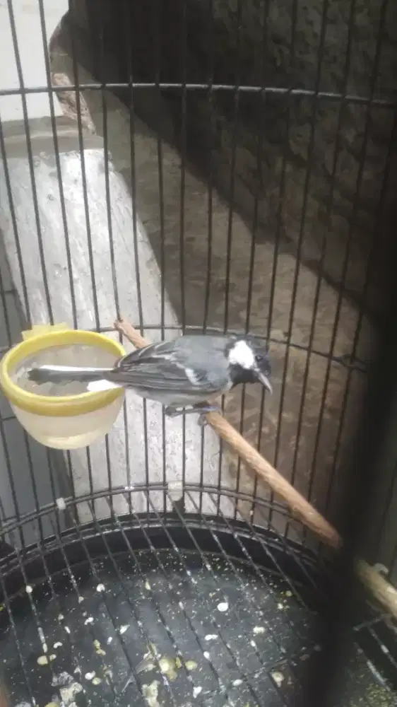 Burung galatik batu nuju mereskeun bulu