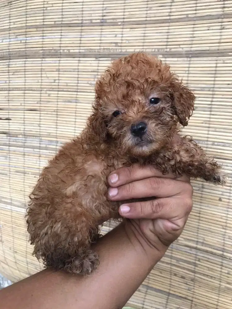 Anjing tiny poodle jantan 7 minggu