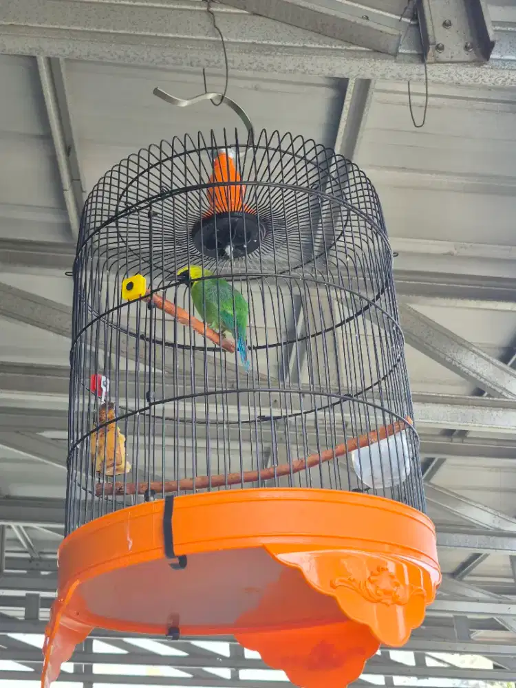 Burung cak ranting gacoran