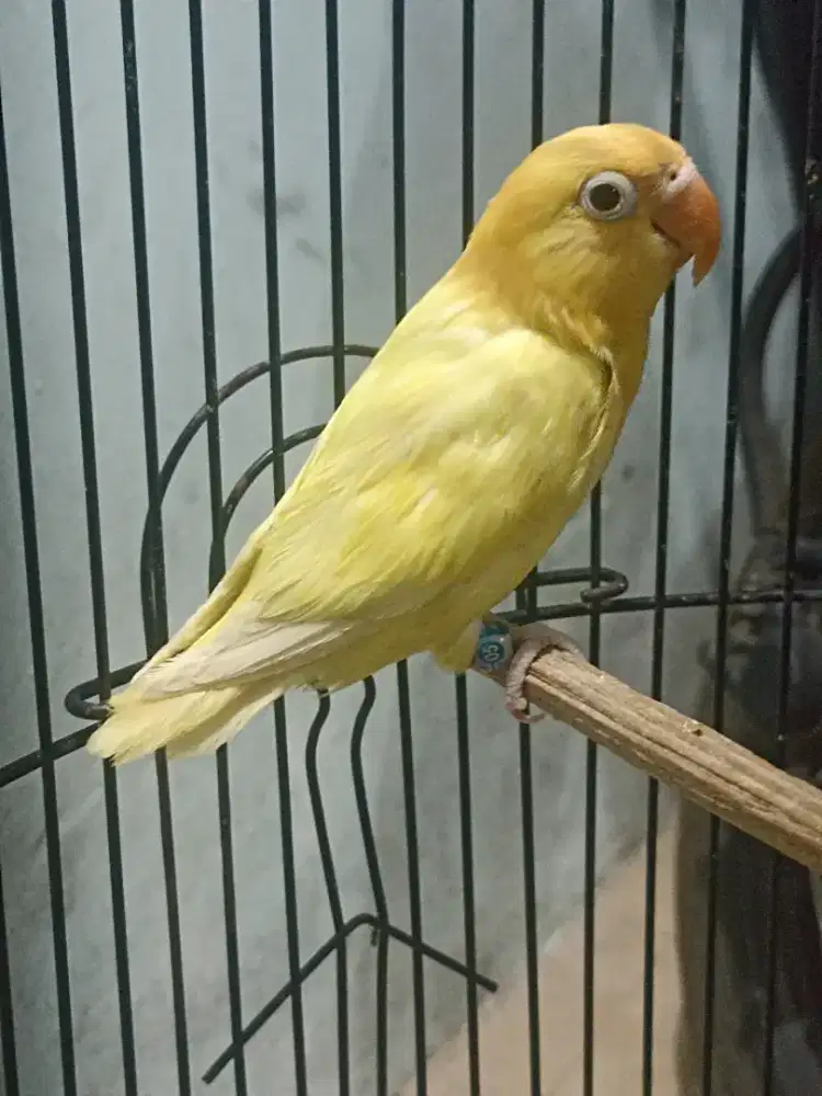 Bio Aqua Blue 1 Ino RM